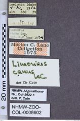Etiketten zu Limonius canus (NHMW-ZOO-COL-0008602)